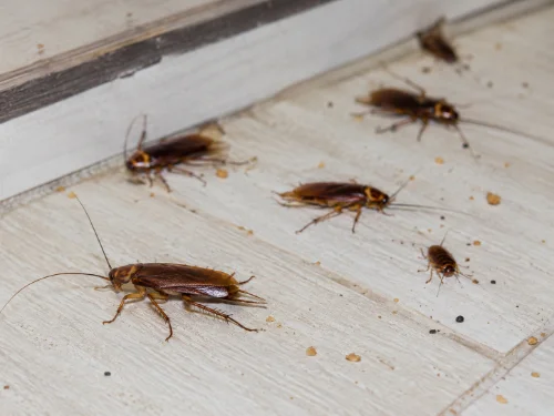 Traitement cafards et blattes