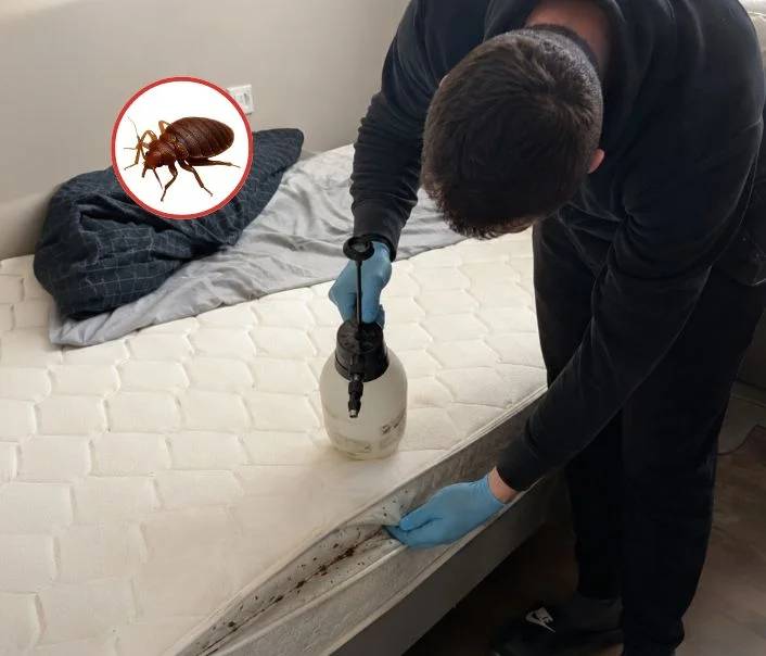 Technicien traitant un matelas contre les punaises de lit à Porcheville